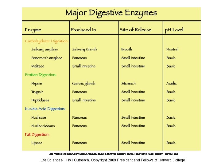 http: //upload. wikimedia. org/wikipedia/commons/thumb/6/6 f/Major_digestive_enzymes. png/750 px-Major_digestive_enzymes. png Life Sciences-HHMI Outreach. Copyright 2009 President