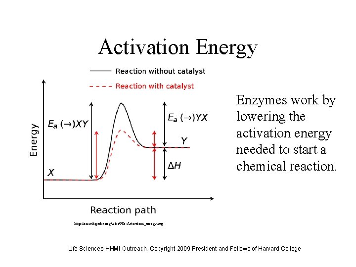 Activation Energy Enzymes work by lowering the activation energy needed to start a chemical
