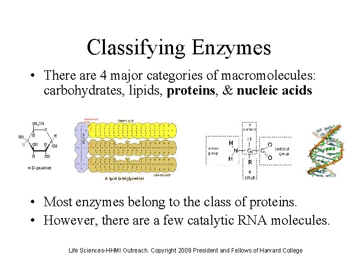 Classifying Enzymes • There are 4 major categories of macromolecules: carbohydrates, lipids, proteins, &