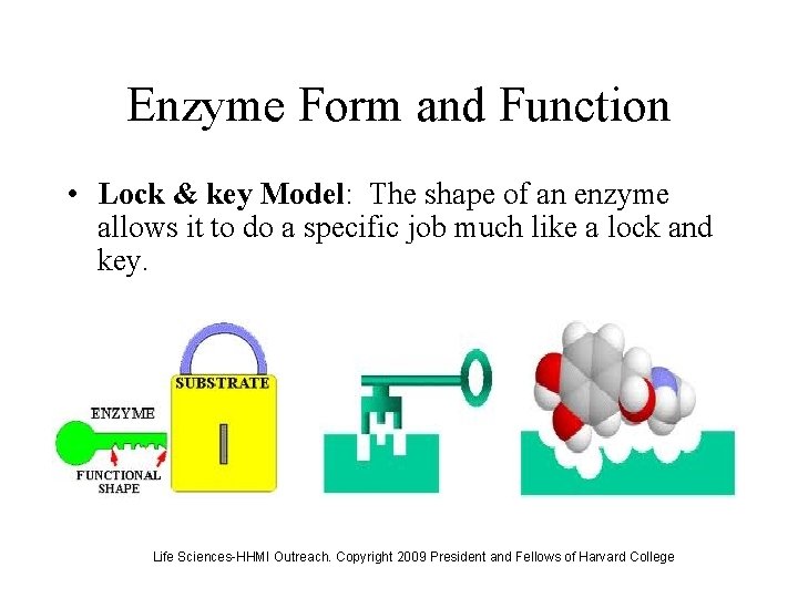 Enzyme Form and Function • Lock & key Model: The shape of an enzyme
