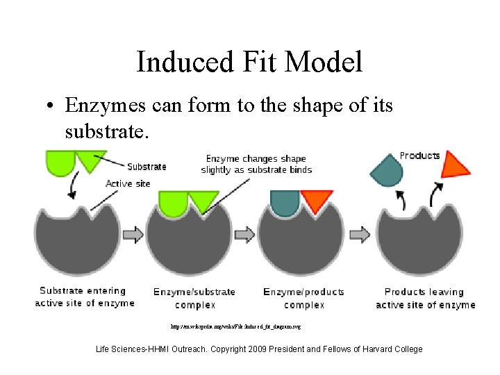 Induced Fit Model • Enzymes can form to the shape of its substrate. http: