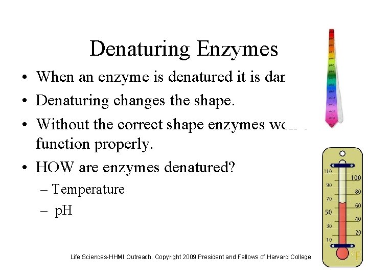 Denaturing Enzymes • When an enzyme is denatured it is damaged. • Denaturing changes