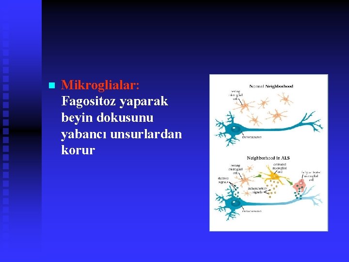 n Mikroglialar: Fagositoz yaparak beyin dokusunu yabancı unsurlardan korur 