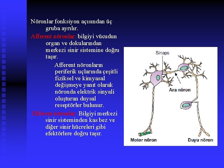 Nöronlar fonksiyon açısından üç gruba ayrılır. Afferent nöronlar: bilgiyi vücudun organ ve dokularından merkezi