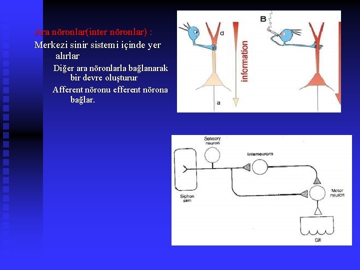 Ara nöronlar(inter nöronlar) : Merkezi sinir sistemi içinde yer alırlar Diğer ara nöronlarla bağlanarak