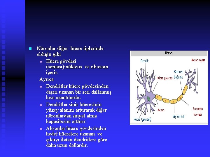 n Nöronlar diğer hücre tiplerinde olduğu gibi u Hücre gövdesi (soması): nükleus ve ribozom