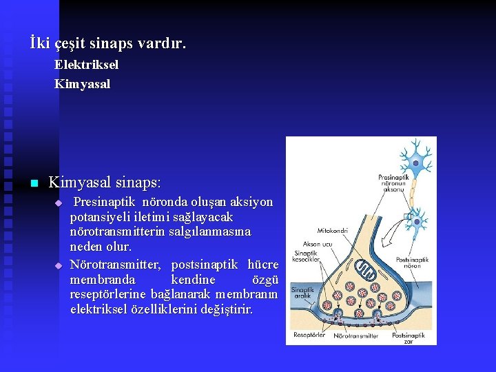 İki çeşit sinaps vardır. Elektriksel Kimyasal n Kimyasal sinaps: u u Presinaptik nöronda oluşan