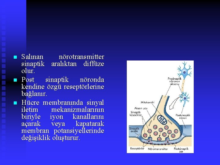 n n n Salınan nörotransmitter sinaptik aralıktan diffüze olur. Post sinaptik nöronda kendine özgü