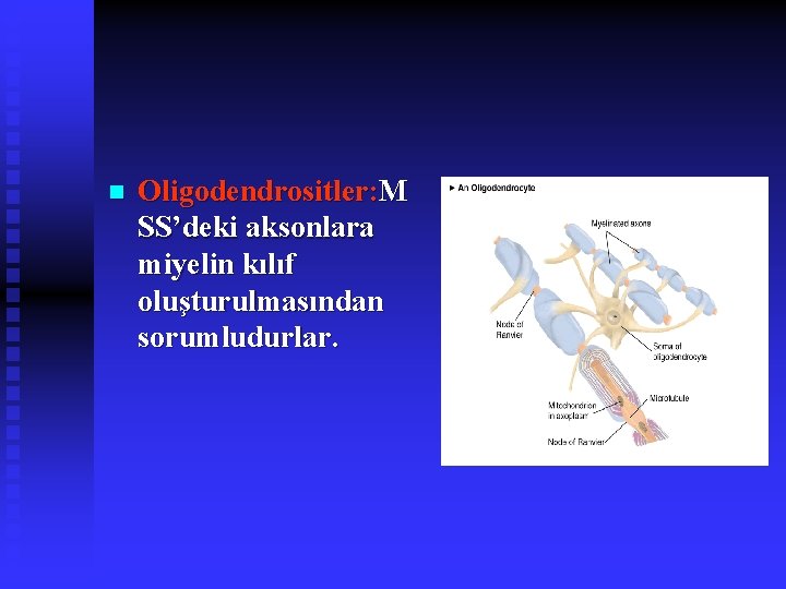 n Oligodendrositler: M SS’deki aksonlara miyelin kılıf oluşturulmasından sorumludurlar. 