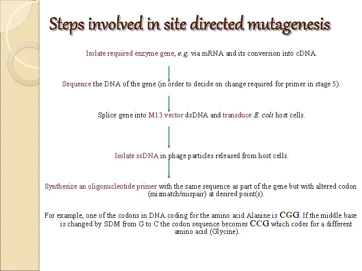 Steps involved in site directed mutagenesis Isolate required enzyme gene, e. g. via m. Steps involved in site directed mutagenesis Isolate required enzyme gene, e. g. via m.