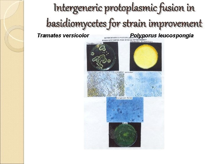 Intergeneric protoplasmic fusion in basidiomycetes for strain improvement Tramates versicolor Polyporus leucospongia Intergeneric protoplasmic fusion in basidiomycetes for strain improvement Tramates versicolor Polyporus leucospongia