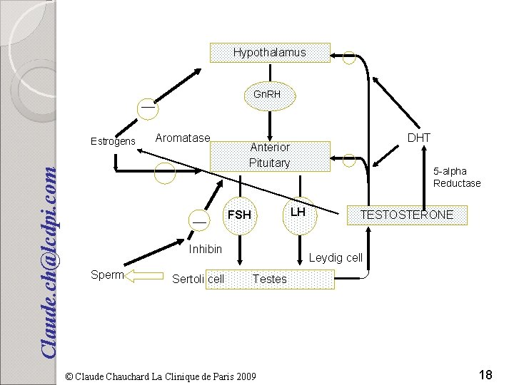 Hypothalamus Gn. RH Claude. ch@lcdpi. com Estrogens Aromatase LH FSH Inhibin Sperm Sertoli cell