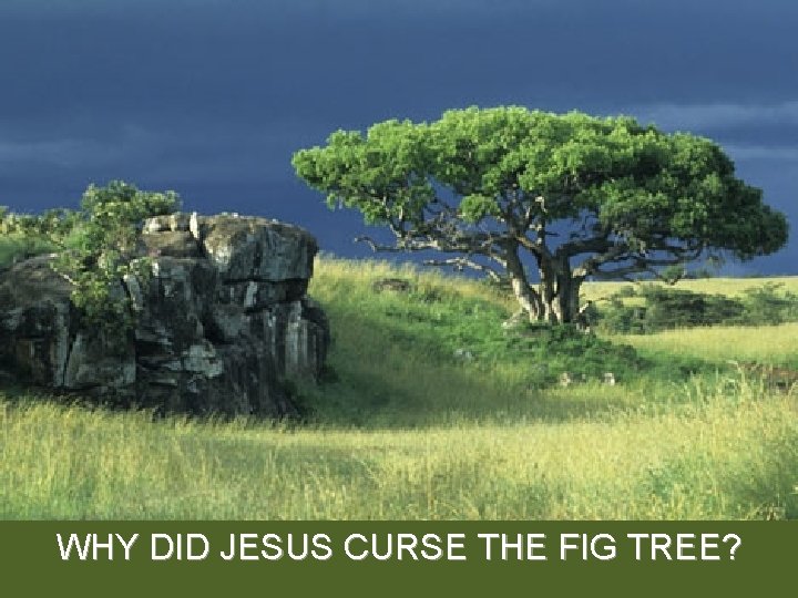 WHY DID JESUS CURSE THE FIG TREE? 