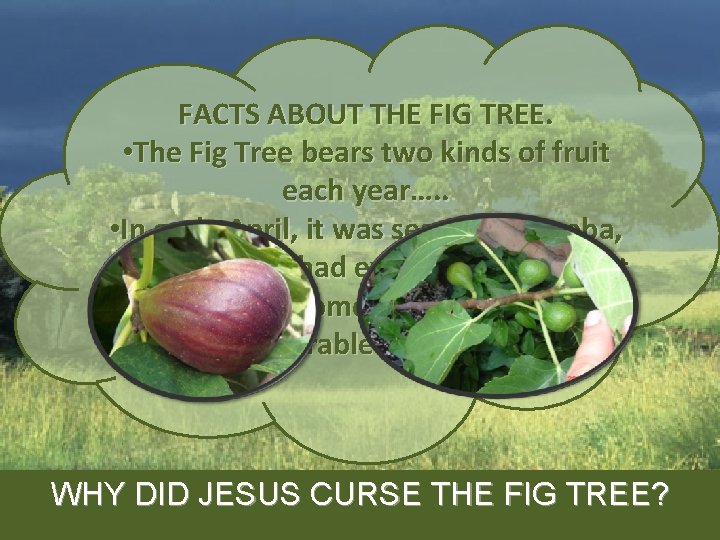 FACTS ABOUT THE FIG TREE. • The Fig Tree bears two kinds of fruit