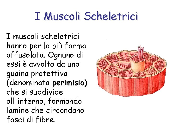 I Muscoli Scheletrici I muscoli scheletrici hanno per lo più forma affusolata. Ognuno di
