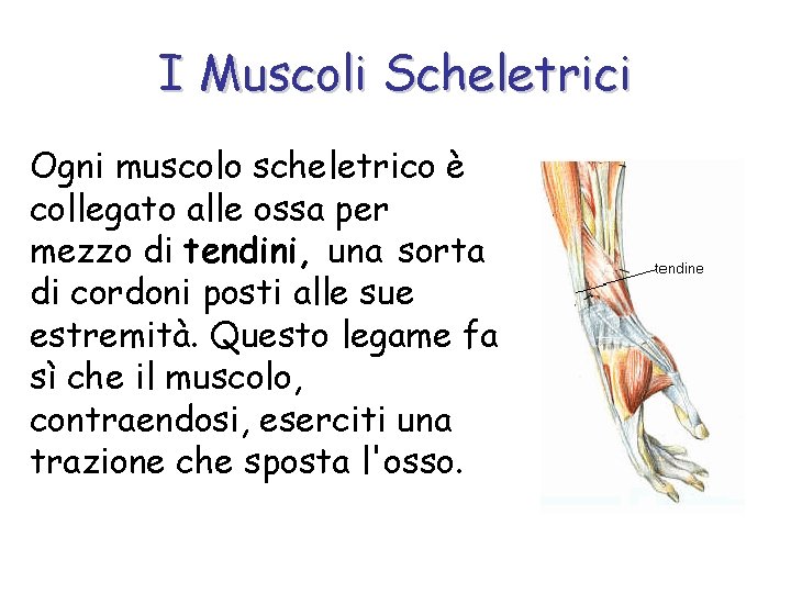 I Muscoli Scheletrici Ogni muscolo scheletrico è collegato alle ossa per mezzo di tendini,