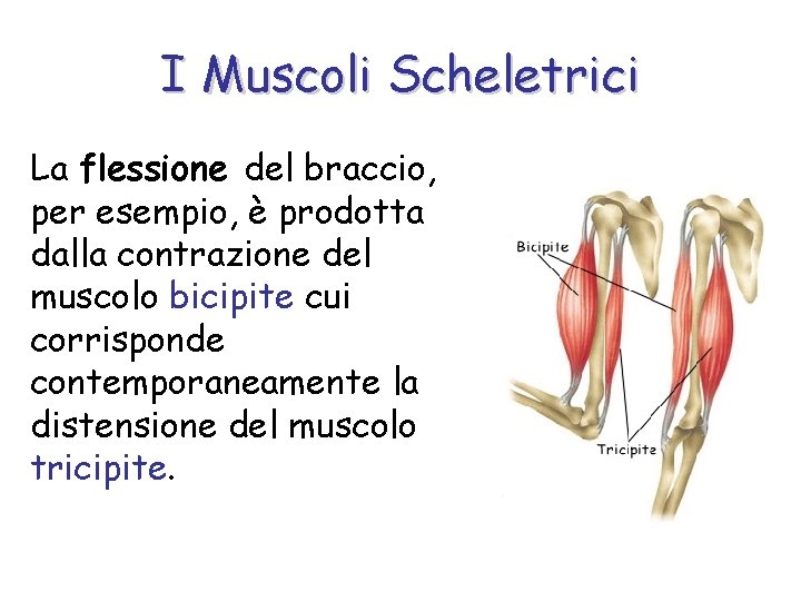 I Muscoli Scheletrici La flessione del braccio, per esempio, è prodotta dalla contrazione del