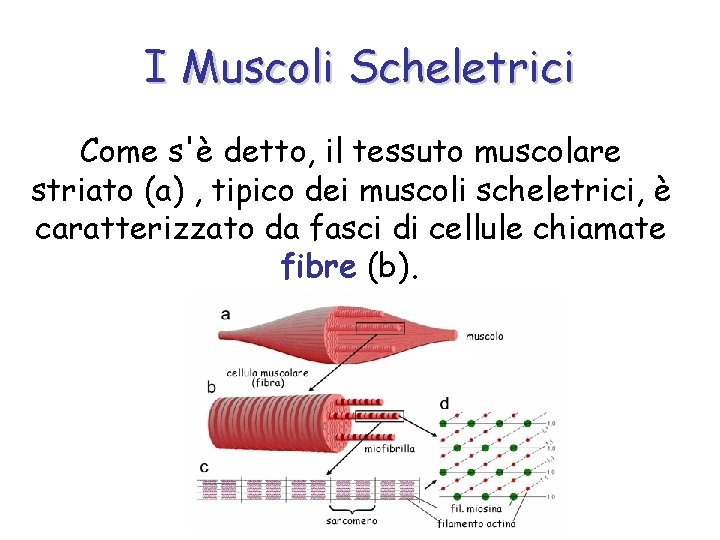 I Muscoli Scheletrici Come s'è detto, il tessuto muscolare striato (a) , tipico dei