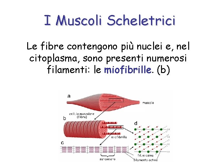 I Muscoli Scheletrici Le fibre contengono più nuclei e, nel citoplasma, sono presenti numerosi