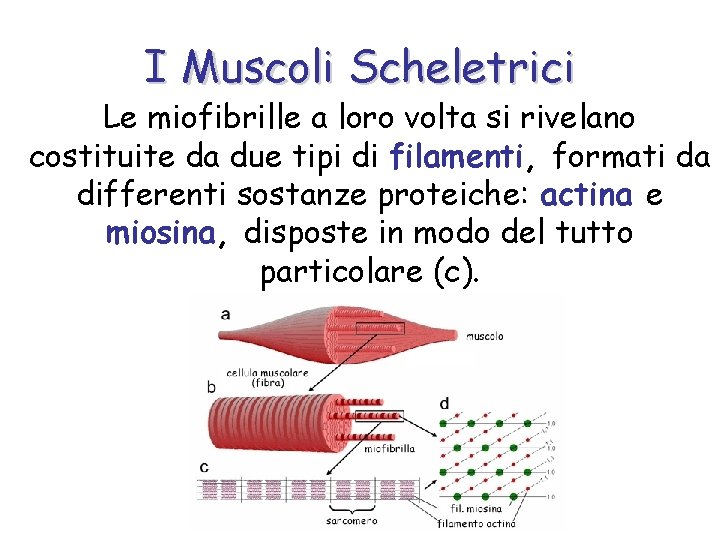 I Muscoli Scheletrici Le miofibrille a loro volta si rivelano costituite da due tipi