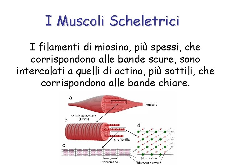 I Muscoli Scheletrici I filamenti di miosina, più spessi, che corrispondono alle bande scure,