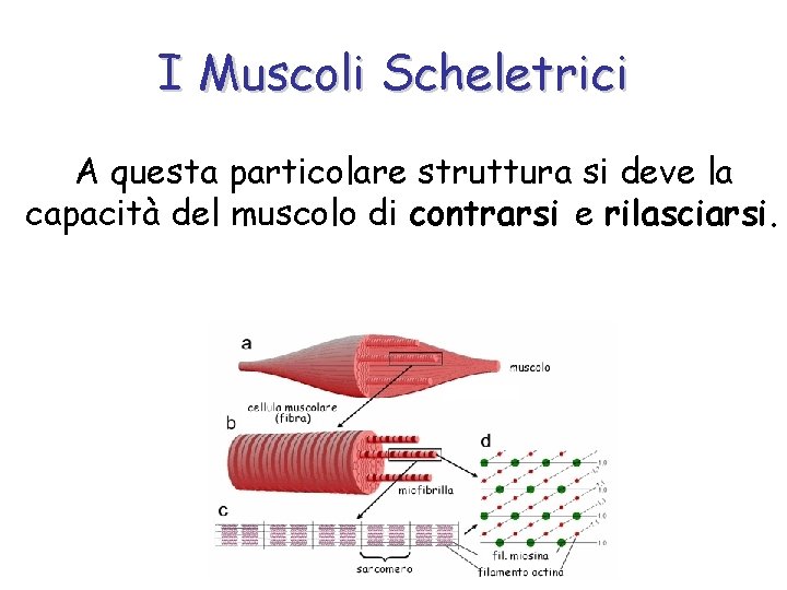 I Muscoli Scheletrici A questa particolare struttura si deve la capacità del muscolo di