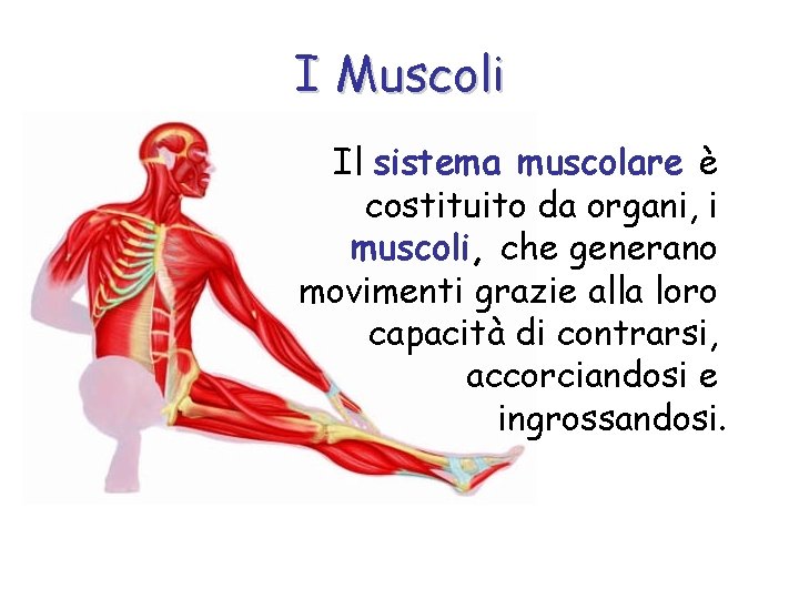I Muscoli Il sistema muscolare è costituito da organi, i muscoli, che generano movimenti