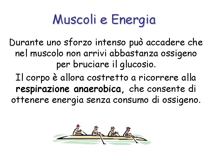 Muscoli e Energia Durante uno sforzo intenso può accadere che nel muscolo non arrivi