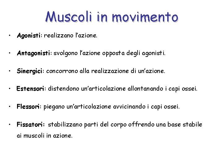 Muscoli in movimento • Agonisti: realizzano l’azione. • Antagonisti: svolgono l’azione opposta degli agonisti.