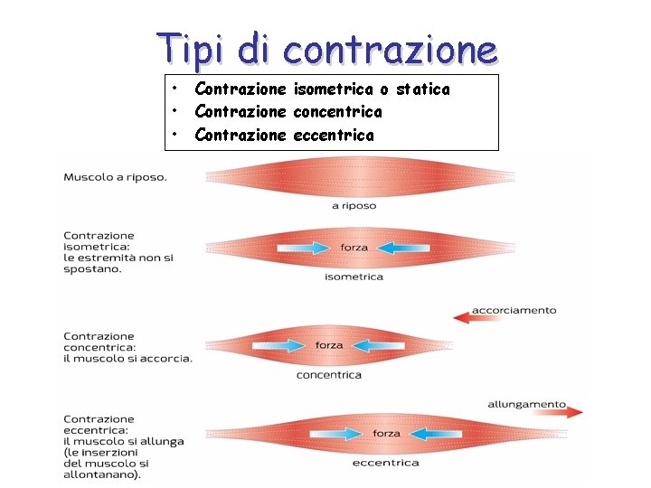 Tipi di contrazione • • • Contrazione isometrica o statica Contrazione concentrica Contrazione eccentrica