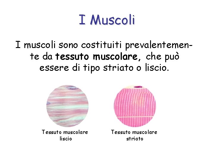 I Muscoli I muscoli sono costituiti prevalentemente da tessuto muscolare, che può essere di