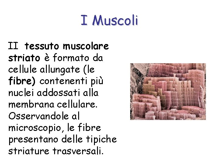 I Muscoli II tessuto muscolare striato è formato da cellule allungate (le fibre) contenenti
