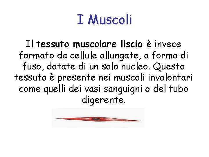 I Muscoli Il tessuto muscolare liscio è invece formato da cellule allungate, a forma