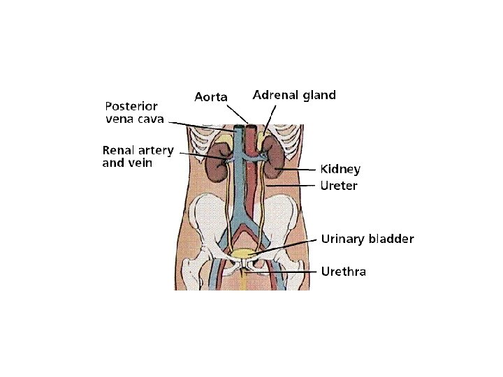 fogyás aorta szűkület