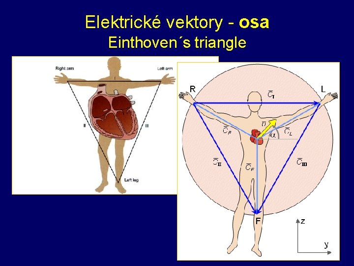 Elektrické vektory - osa Einthoven´s triangle 