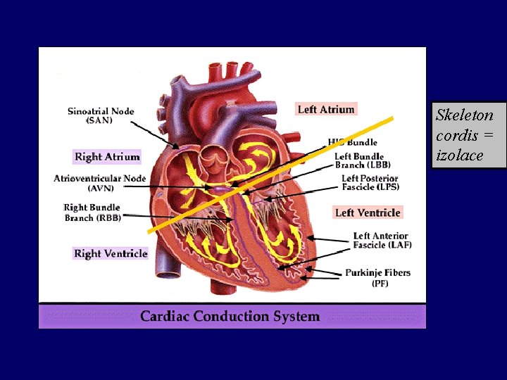 Skeleton cordis = izolace Skeleton cordis = izolace