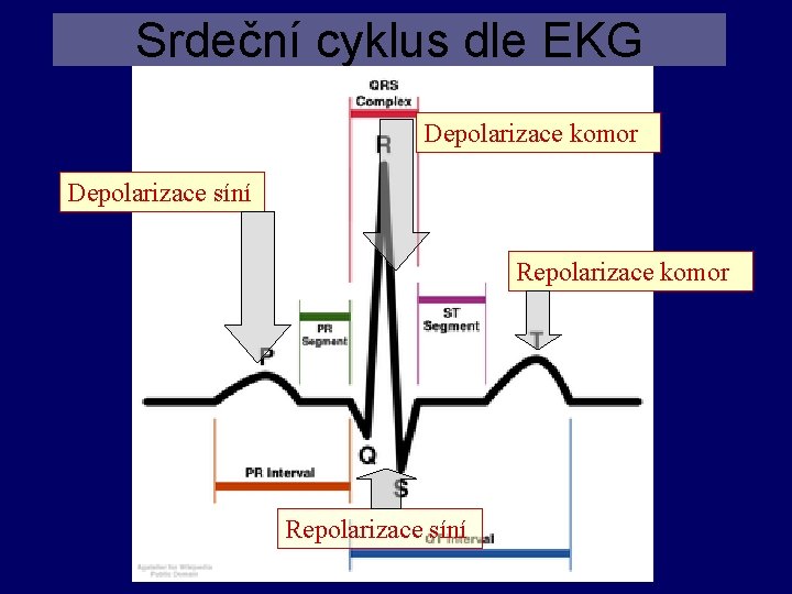 Srdeční cyklus dle EKG Depolarizace komor Depolarizace síní Repolarizace komor Repolarizace síní 