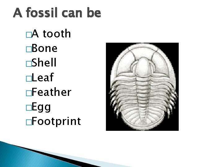 A fossil can be �A tooth �Bone �Shell �Leaf �Feather �Egg �Footprint 