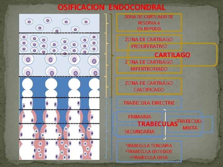 OSIFICACION ENDOCONDRAL ZONA DE CARTILAGO DE RESERVA ó EN REPOSO ZONA DE CARTILAGO PROLIFERATIVO OSIFICACION ENDOCONDRAL ZONA DE CARTILAGO DE RESERVA ó EN REPOSO ZONA DE CARTILAGO PROLIFERATIVO