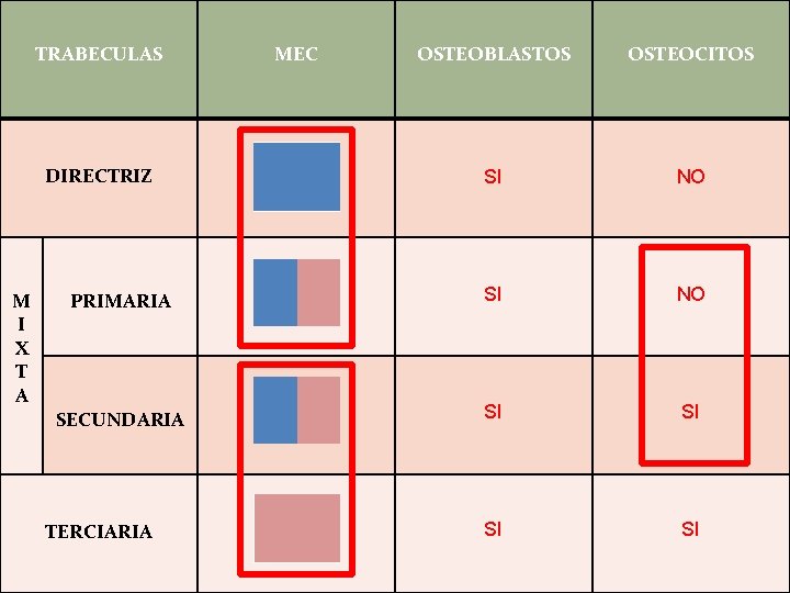TRABECULAS OSTEOBLASTOS OSTEOCITOS SI NO PRIMARIA SI NO SECUNDARIA SI SI DIRECTRIZ M I TRABECULAS OSTEOBLASTOS OSTEOCITOS SI NO PRIMARIA SI NO SECUNDARIA SI SI DIRECTRIZ M I