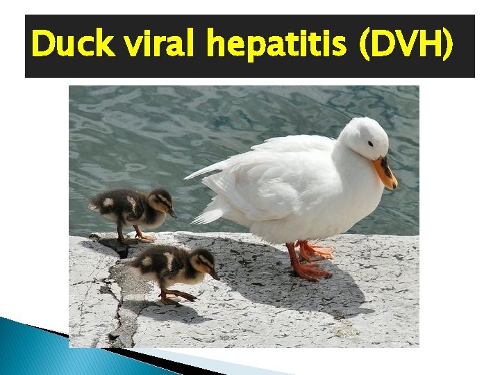 Duck viral hepatitis (DVH) 