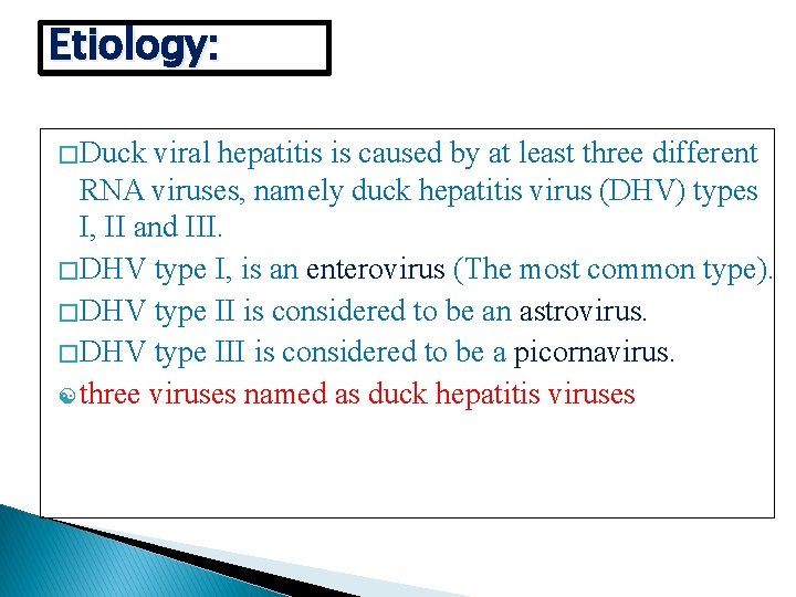 Etiology: � Duck viral hepatitis is caused by at least three different RNA viruses,