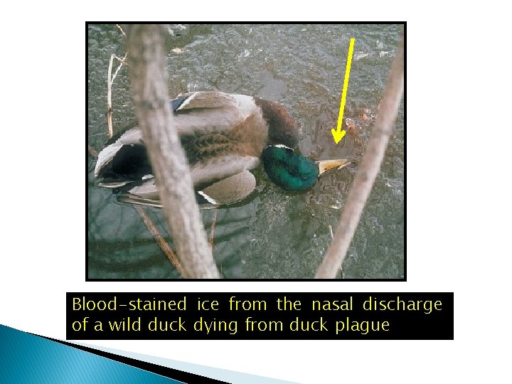 Blood-stained ice from the nasal discharge of a wild duck dying from duck plague