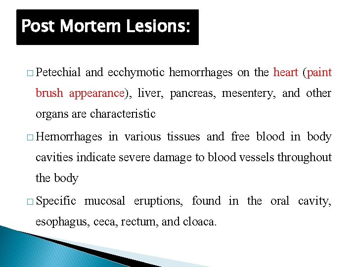 Post Mortem Lesions: � Petechial and ecchymotic hemorrhages on the heart (paint brush appearance),