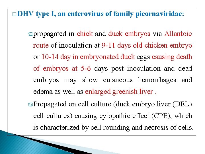 � DHV type I, an enterovirus of family picornaviridae: propagated in chick and duck