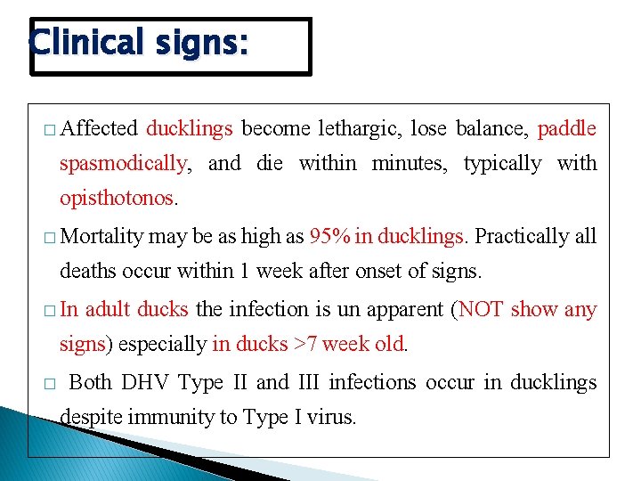 Clinical signs: � Affected ducklings become lethargic, lose balance, paddle spasmodically, and die within