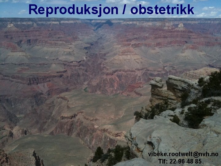 Reproduksjon / obstetrikk vibeke. rootwelt@nvh. no Tlf: 22 96 48 85 