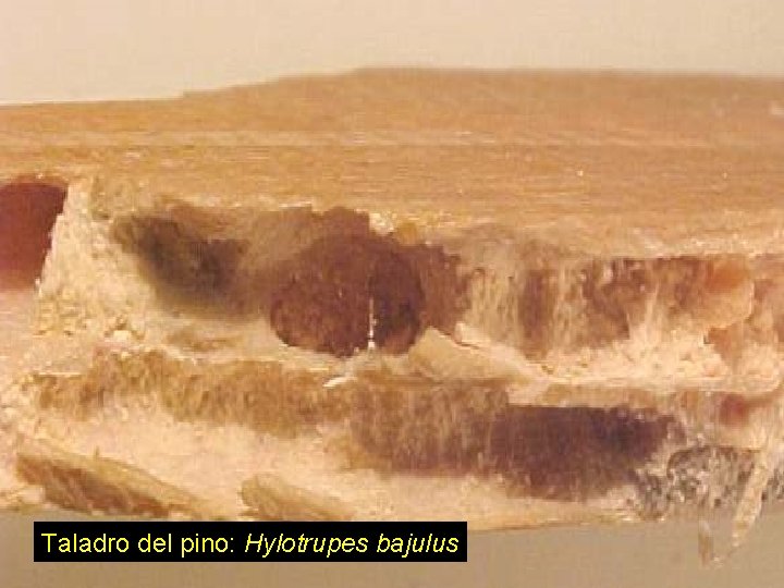 Taladro del pino: Hylotrupes bajulus 