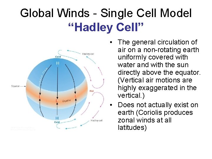 Global Winds - Single Cell Model “Hadley Cell” • The general circulation of air