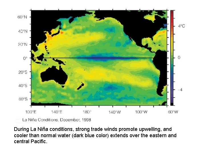 During La Niña conditions, strong trade winds promote upwelling, and cooler than normal water